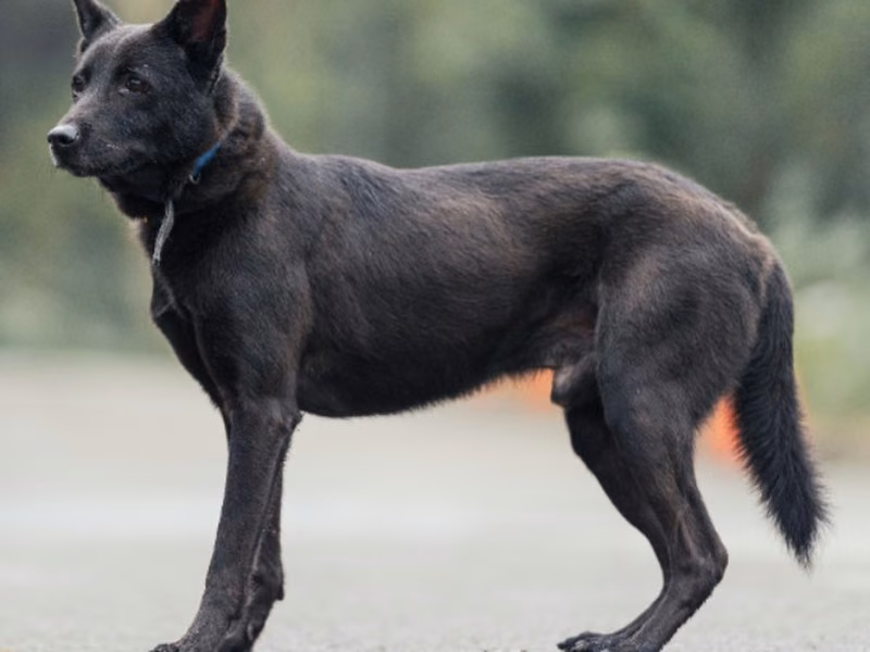 Black adult male mixed-breed dog, Medium, shelter no. …1407