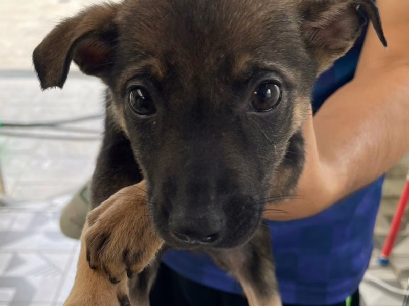 Tan young female mixed-breed dog, Small, shelter no. …3025