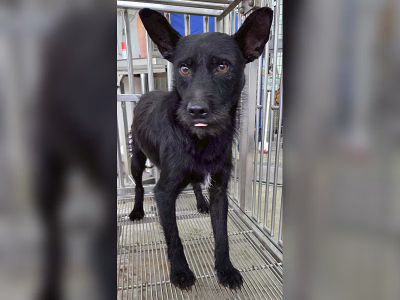黑色成年公混種犬,中型, 收容編號 …0001