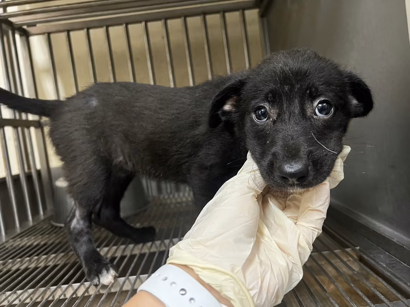 Black young female mixed-breed dog, Small, shelter no. …9005