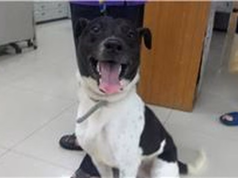 Black-and-white adult male mixed-breed dog, Medium, shelter no. …1807