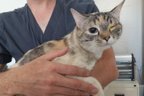 Luna, Adult · Female · European Shorthair