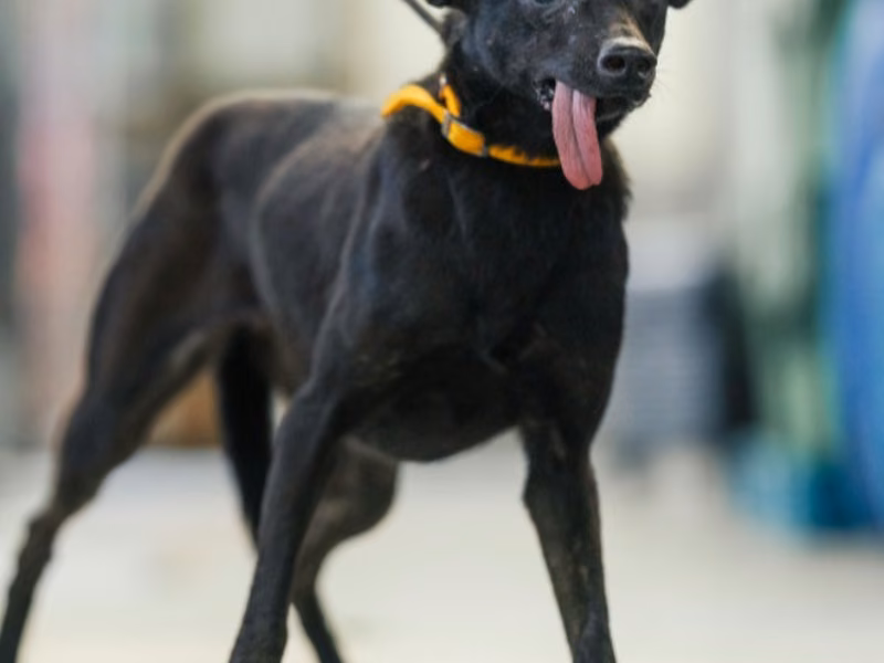 Black adult male mixed-breed dog, Medium, shelter no. …8004
