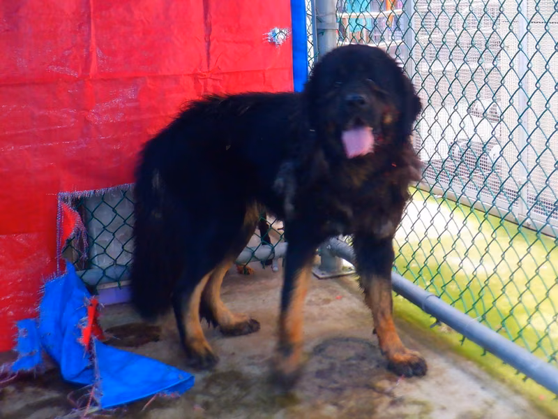 Black-and-tan adult female English Mastiff, Large, shelter no. …8792