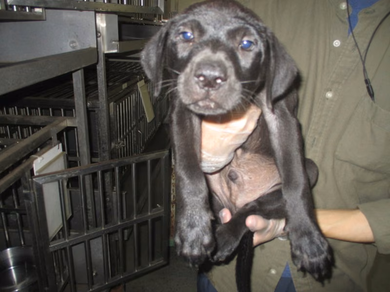 Black young male mixed-breed dog, Small, shelter no. …6002