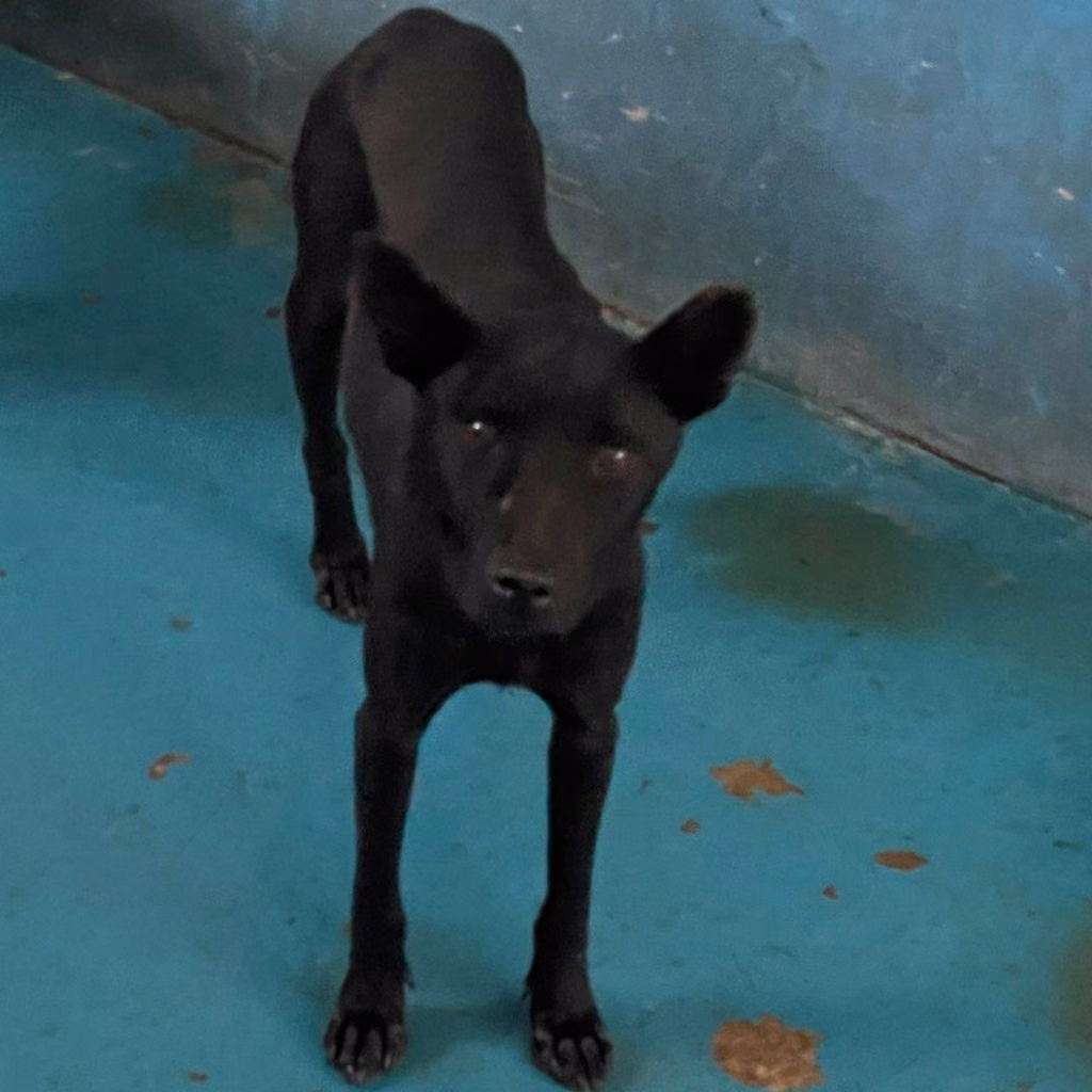 Black adult male mixed-breed dog, Large, shelter no. …1026