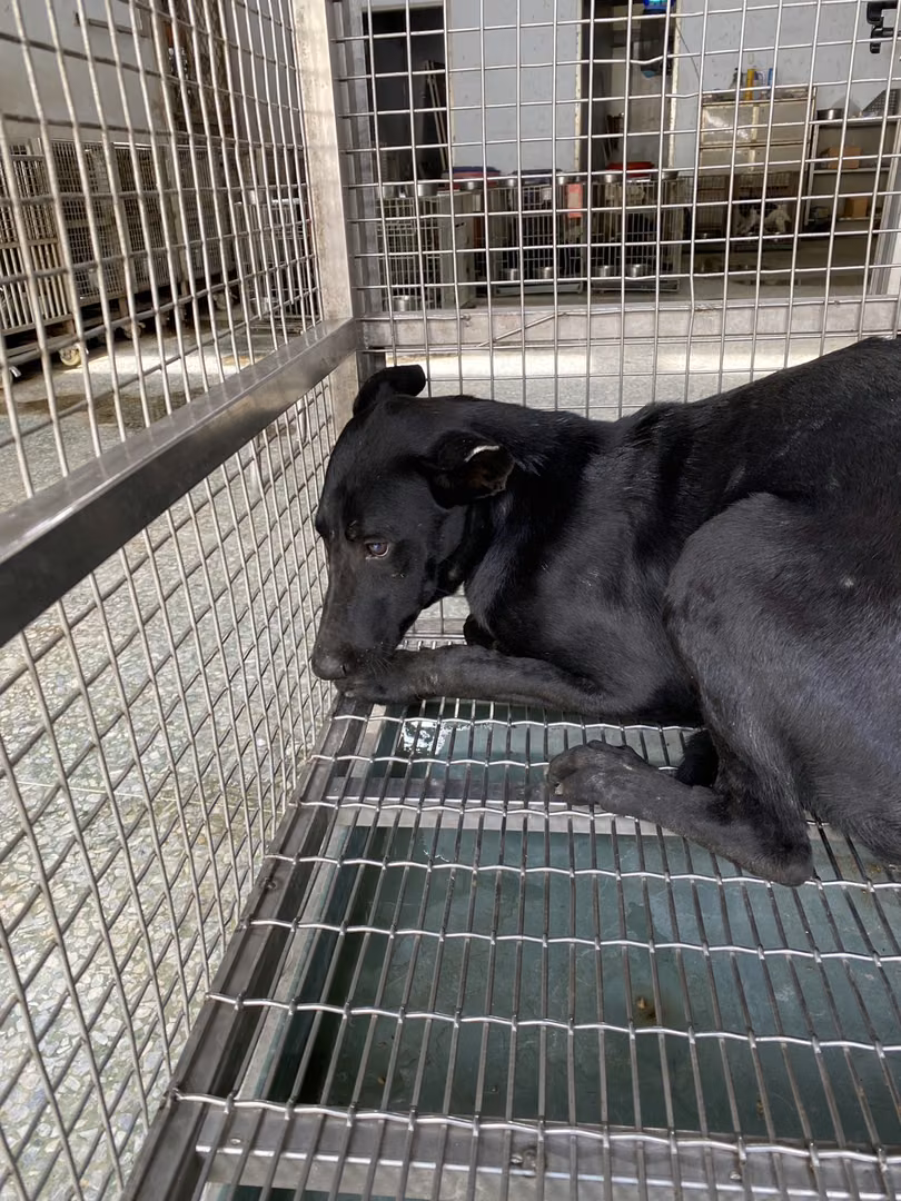 Black adult male mixed-breed dog, Medium, shelter no. …9-11