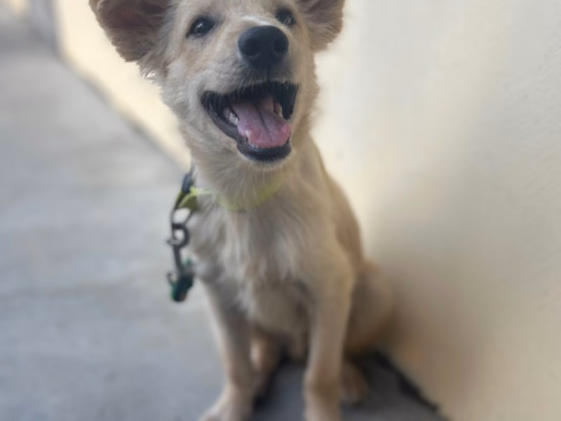 Tan young male mixed-breed dog, Medium, shelter no. …6031