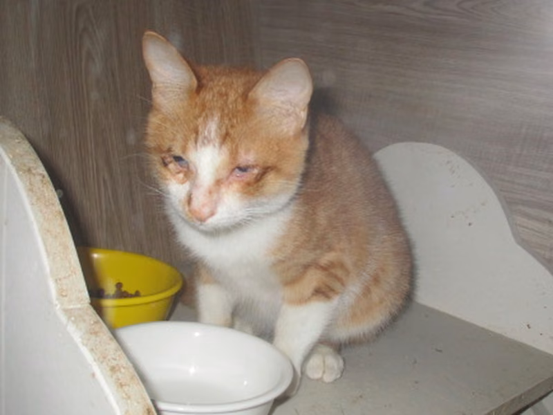 Orange tabby young male mixed-breed cat, Small, shelter no. …9001