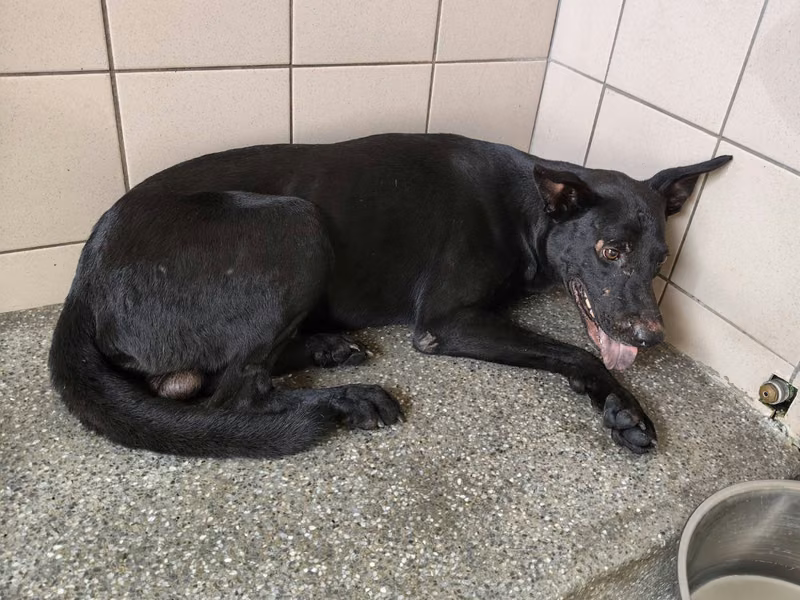 Black adult male mixed-breed dog, Large, shelter no. …1101