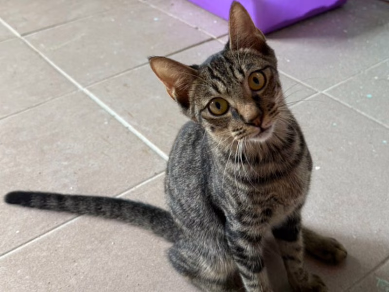 Tabby young male mixed-breed cat, Small, shelter no. …4-01