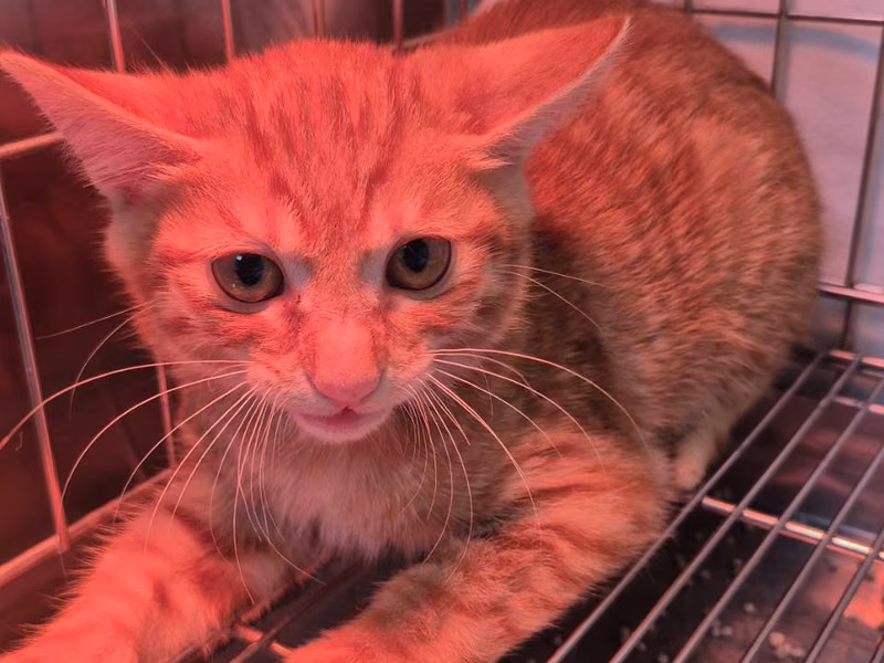 Orange tabby young male mixed-breed cat, Small, shelter no. …4001