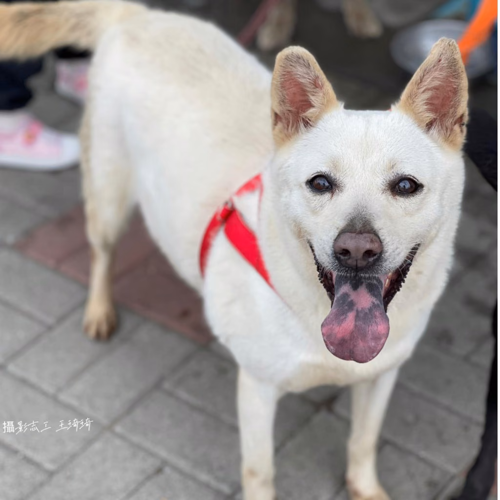 White adult female mixed-breed dog, Medium, shelter no. …0-02