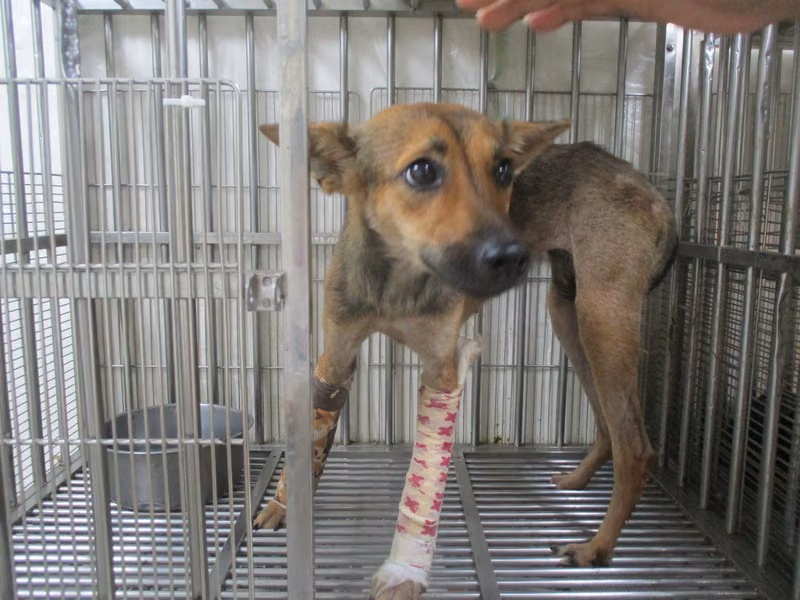 Brown adult female mixed-breed dog, Large, shelter no. …25R1