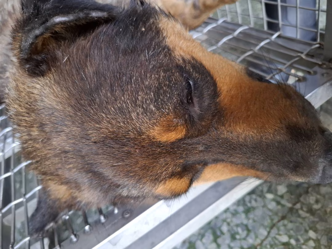 Tan tabby adult female mixed-breed dog, Medium, shelter no. …0-06