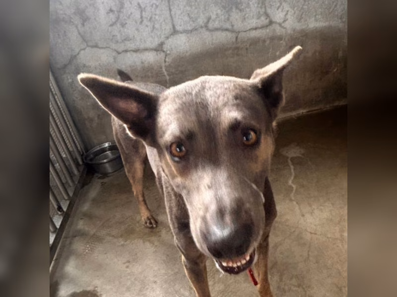 Adult male mixed-breed dog, Large, shelter no. …5001