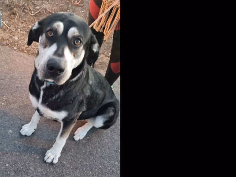Ladrina Turner, Young · Female · Mixed breed