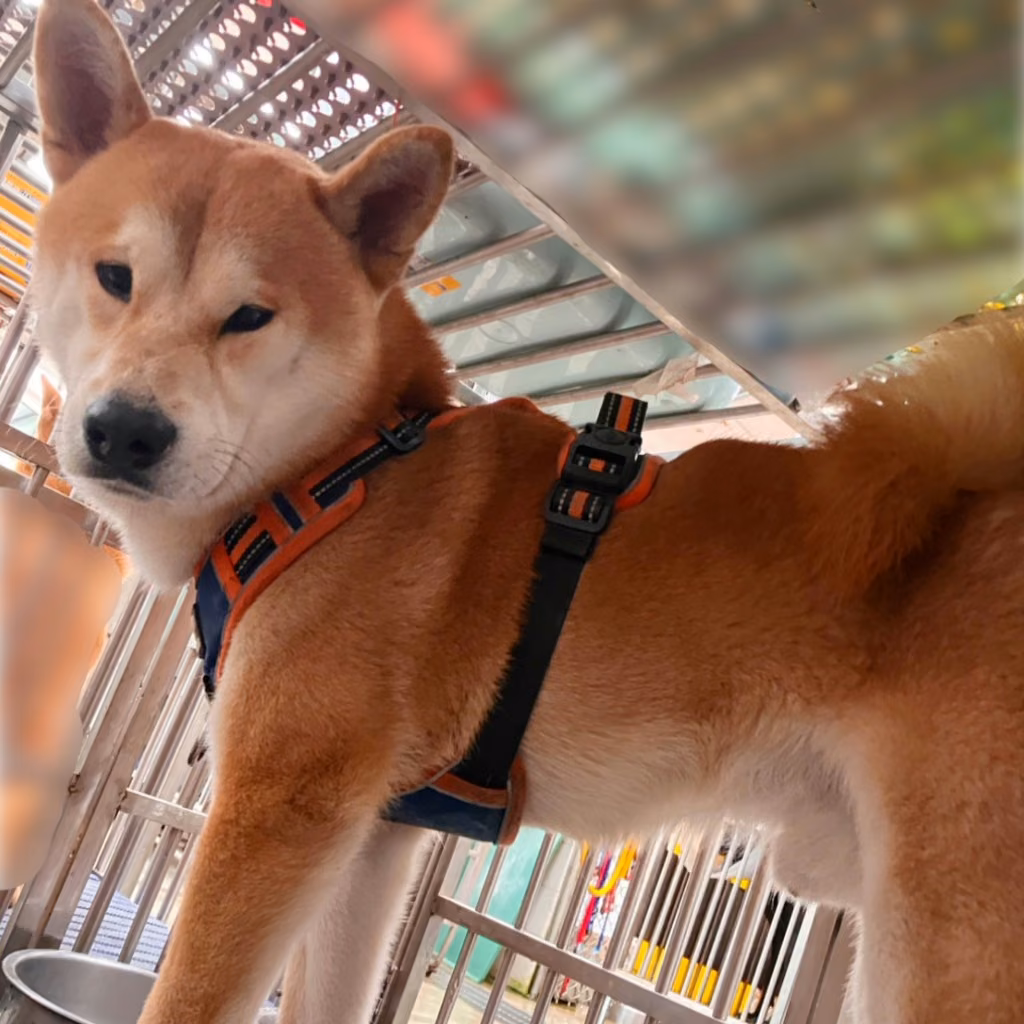 Tan-and-white adult male Shiba Inu, Medium, shelter no. …7001