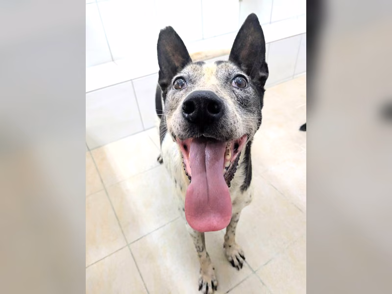 Black-and-white adult female mixed-breed dog, Medium, shelter no. …2031