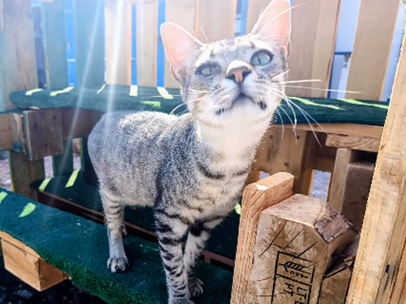 Jonai, Young · Male · Small · European Shorthair