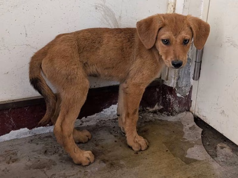 Tan young male mixed-breed dog, Medium, shelter no. …2405