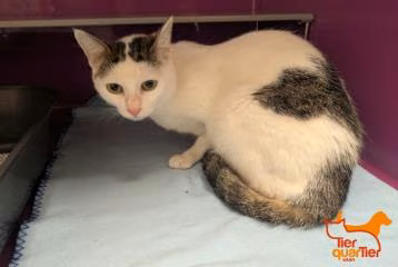 White-and-brown adult female European Shorthair, shelter no. …2399