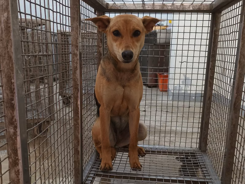 Tan adult female mixed-breed dog, Large, shelter no. …5005