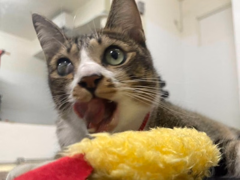 Tabby-and-white adult male mixed-breed cat, Medium, shelter no. …0-01