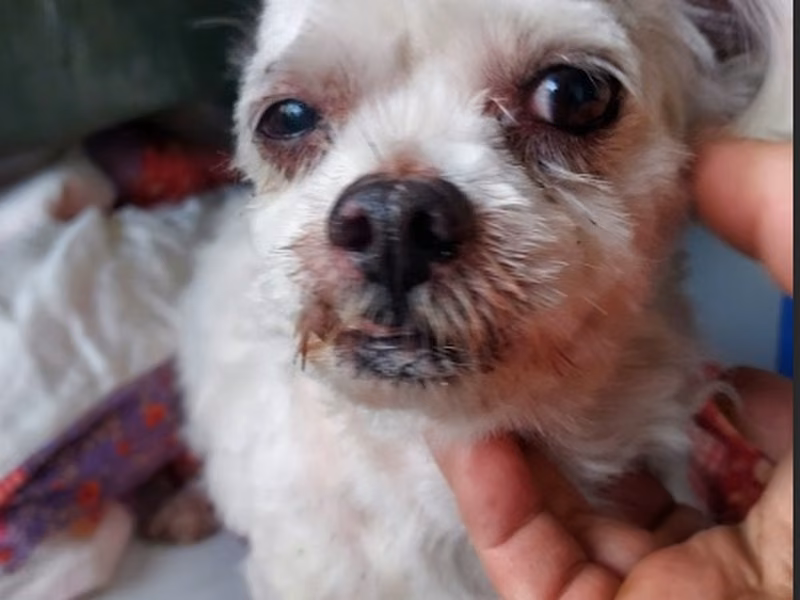 White adult male Maltese, Small, shelter no. …8001