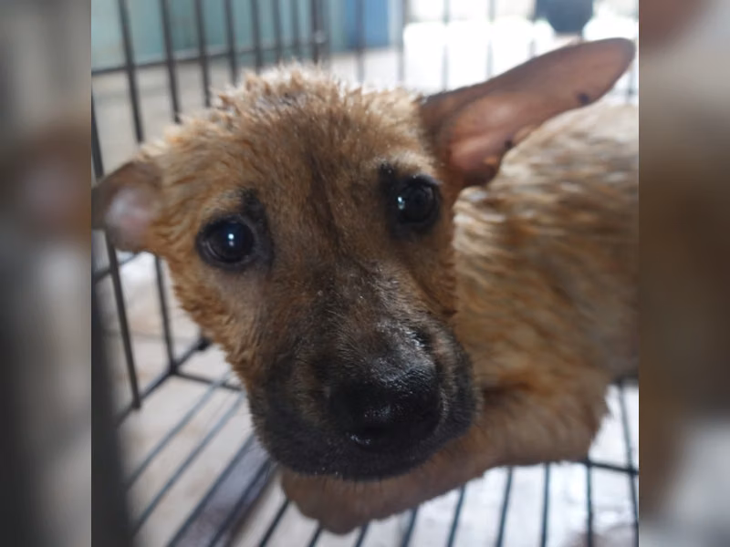 Tan young female mixed-breed dog, Small, shelter no. …8-01