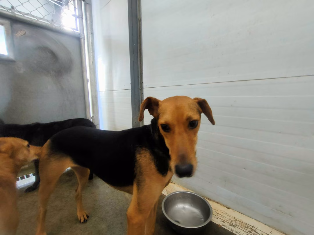 Black-and-brown adult female mixed-breed dog, Medium, shelter no. …2910
