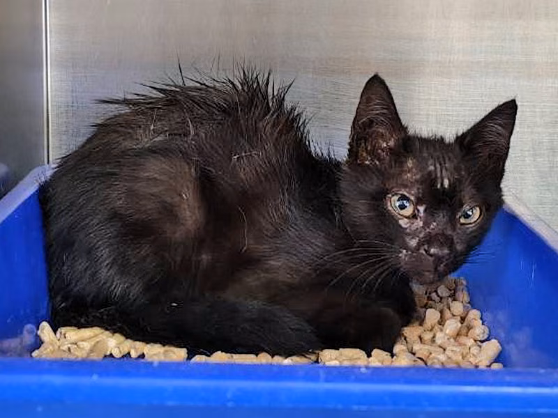 Black young male mixed-breed cat, Small, shelter no. …5002