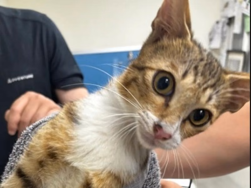 Tabby young female mixed-breed cat, Medium, shelter no. …5005