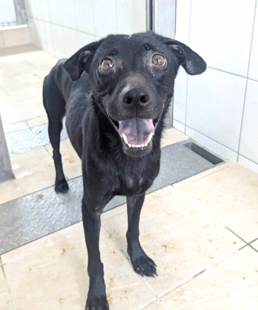 Black adult female mixed-breed dog, Medium, shelter no. …2019
