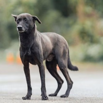 Black adult male mixed-breed dog, Medium, shelter no. …0203