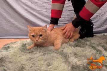 Male mixed-breed cat, shelter no. …4469