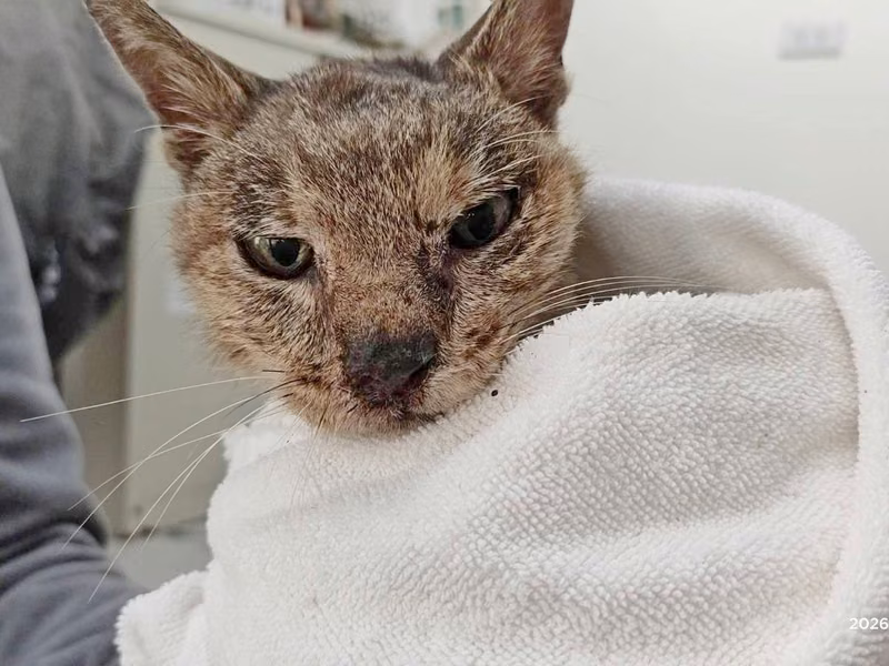Tabby adult female mixed-breed cat, Medium, shelter no. …2101