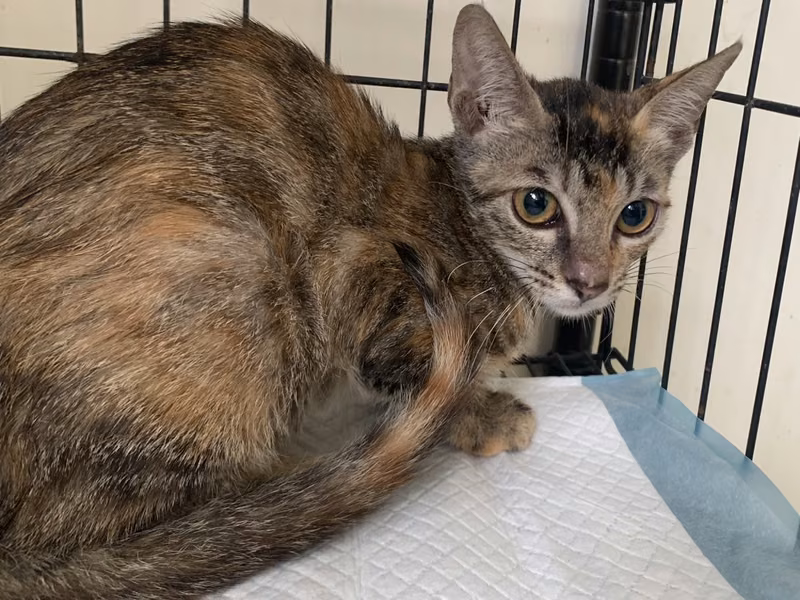 Young female mixed-breed cat, Small, shelter no. …2309