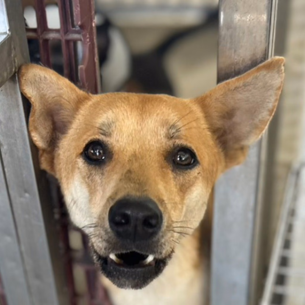 Tan adult female mixed-breed dog, Large, shelter no. …5014