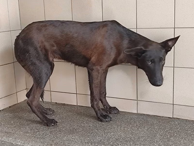 Black adult male mixed-breed dog, Large, shelter no. …1002