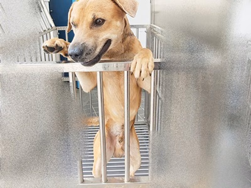 Black-and-brown adult male mixed-breed dog, Large, shelter no. …6004