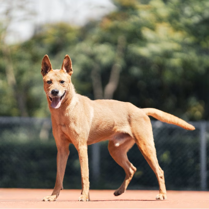 Tan adult male mixed-breed dog, Medium, shelter no. …0206