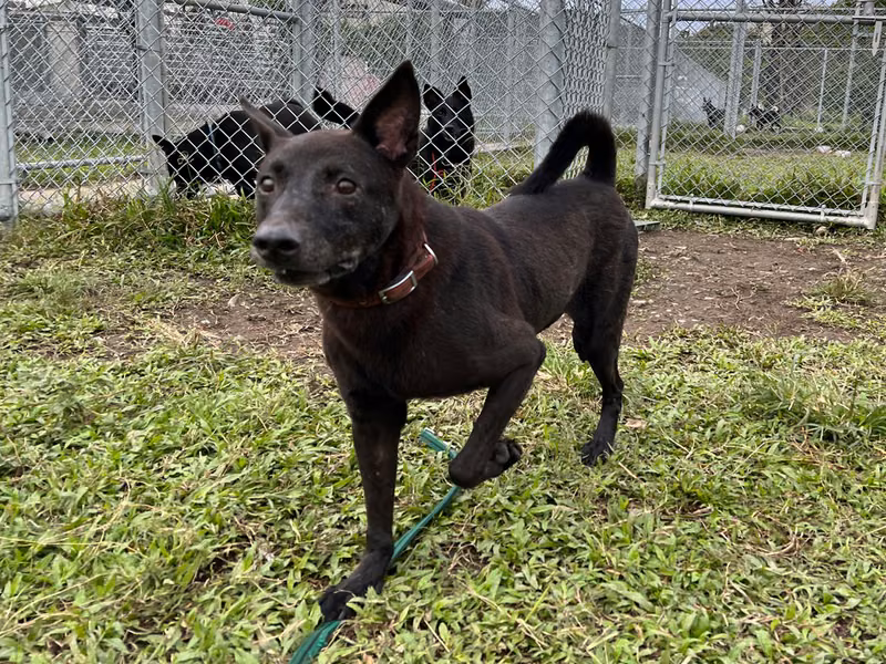 Black young male mixed-breed dog, Small, shelter no. …1806