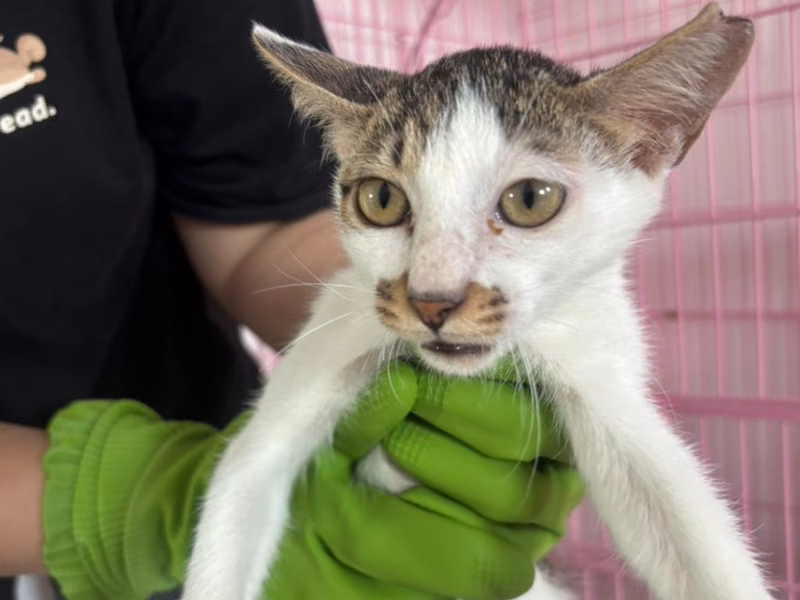 Tabby-and-white young female mixed-breed cat, Small, shelter no. …8-07