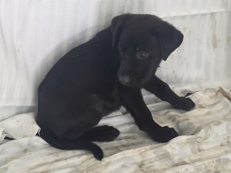 Black young female mixed-breed dog, Small, shelter no. …2909