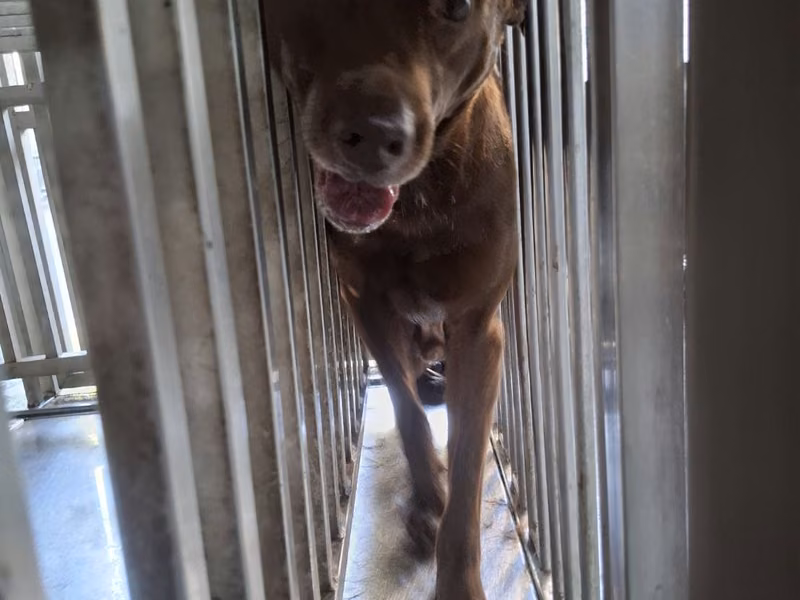 Brown adult male mixed-breed dog, Large, shelter no. …0-01