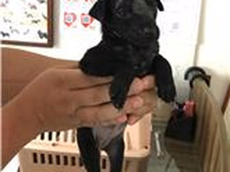 Black young female mixed-breed dog, Small, shelter no. …7006