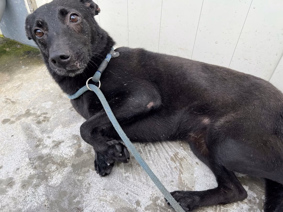Black young male mixed-breed dog, Small, shelter no. …2907