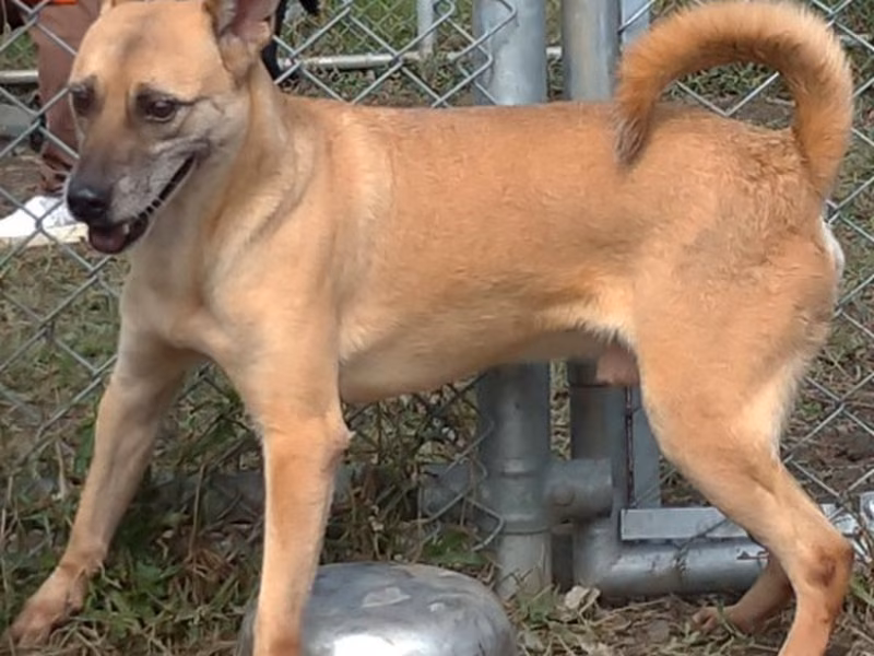 Tan adult male mixed-breed dog, Medium, shelter no. …2410