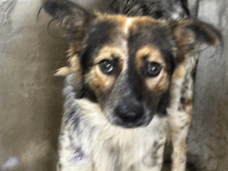 Calico adult male mixed-breed dog, Large, shelter no. …8012